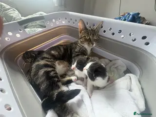 Mixed Breed cats 3 beautiful fur babies for sale - Advert 6