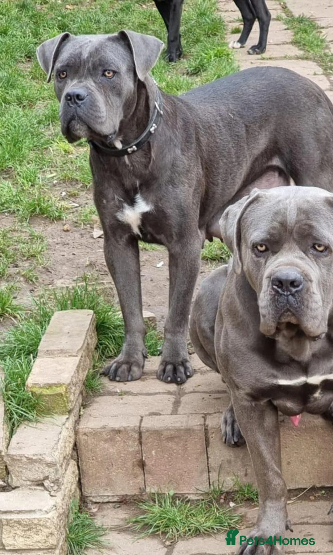 Cane Corso dogs for sale: Beautiful Black Cane Corso Male – 6 Months Old - Advert 11