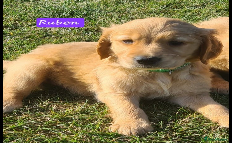 Golden Retriever dogs - Advert 4