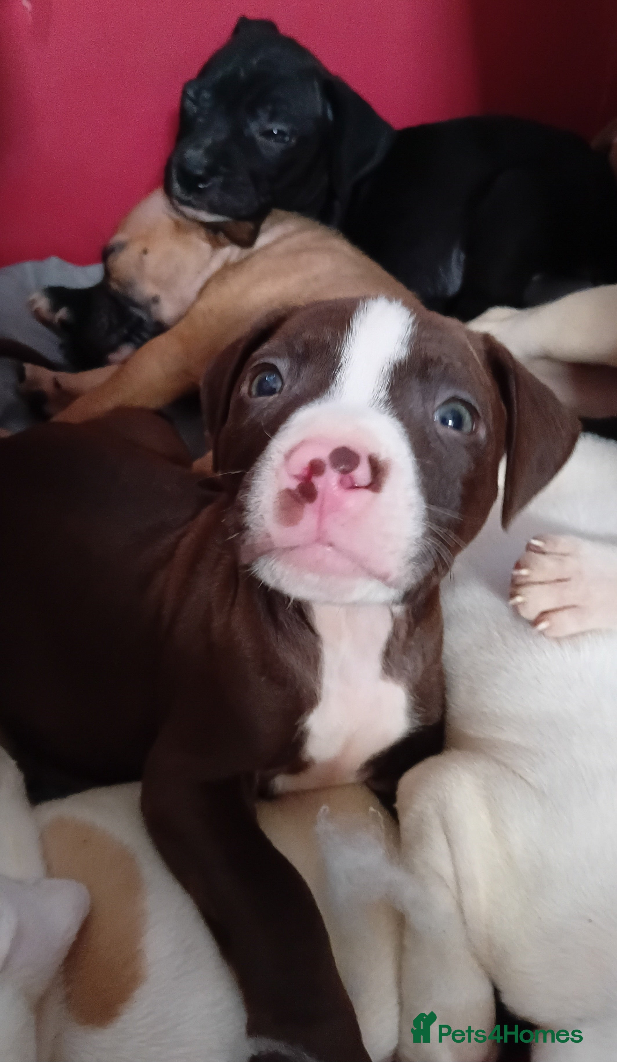 Mixed Breed dogs Staffy x presa x corso puppies  - Advert 13