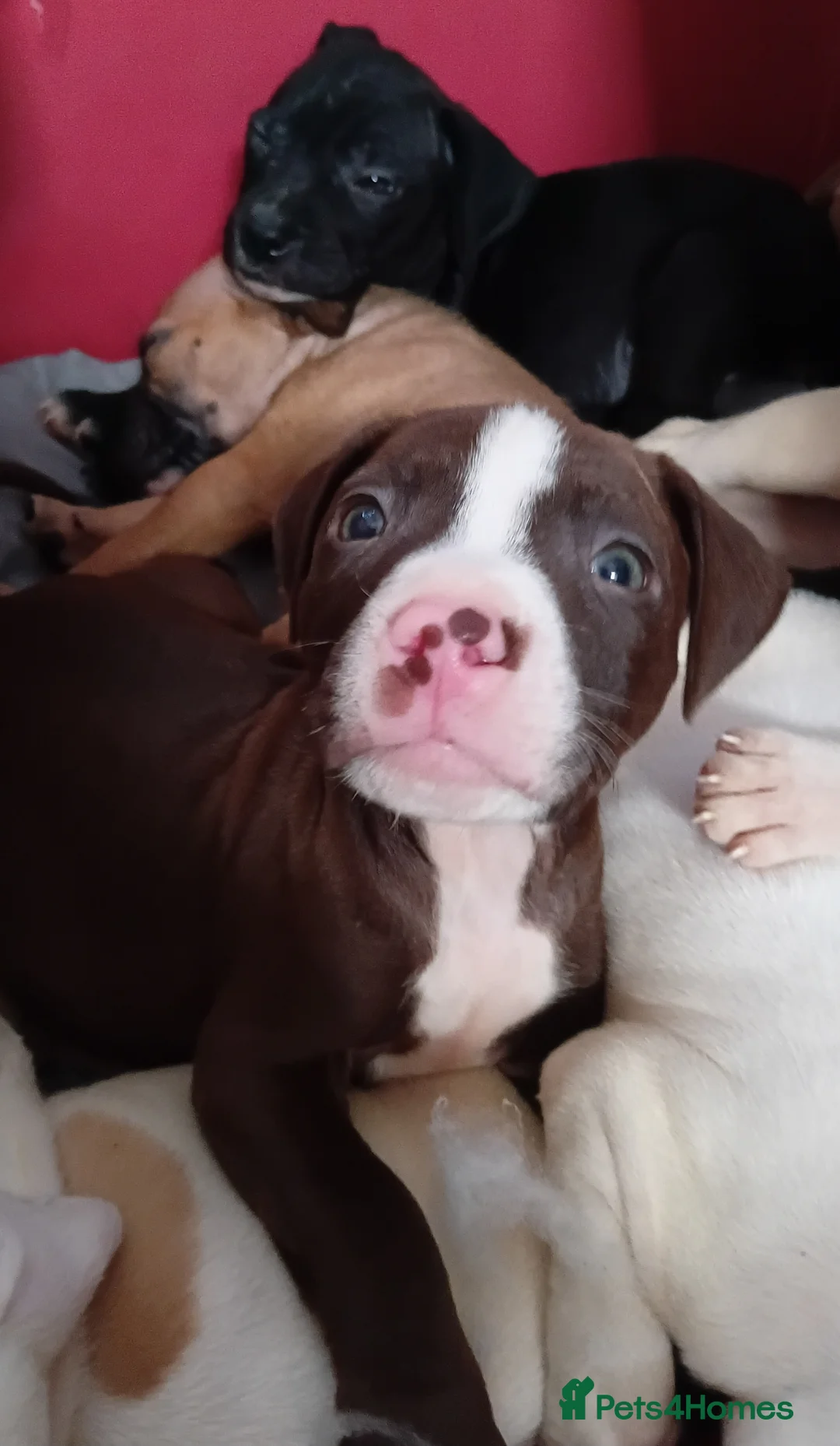 Mixed Breed dogs for sale: Staffy x presa x corso puppies  - Advert 1