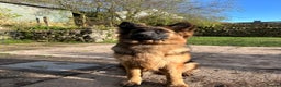 German Shepherd dogs for sale: German Shepherd for Adoption to a loving home - Advert 4