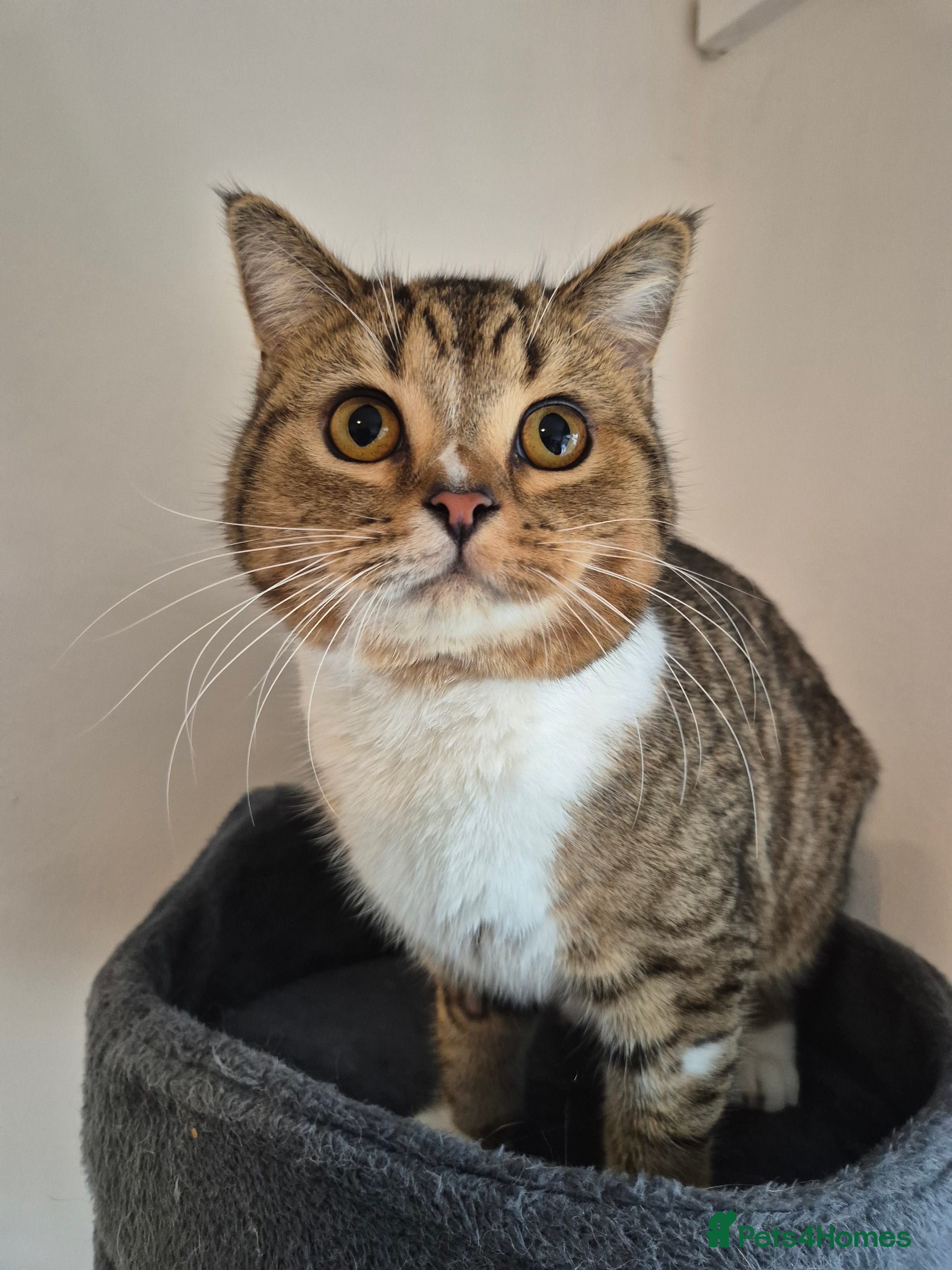 Selkirk Rex cats Tica regGolden shaded tabby smooth haired  - Advert 1