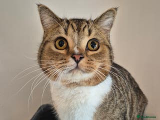 Selkirk Rex cats Tica regGolden shaded tabby smooth haired - Advert 1