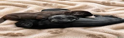 Flat coated Retriever dogs for sale: KC Reg Flat Coated Puppy - Advert 9