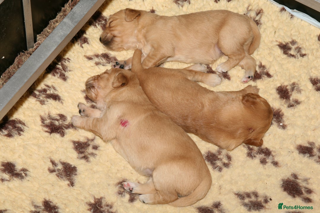 Golden Retriever dogs for sale: Golden colour KC reg Golden Retriever pups -1 LEFT - Advert 8