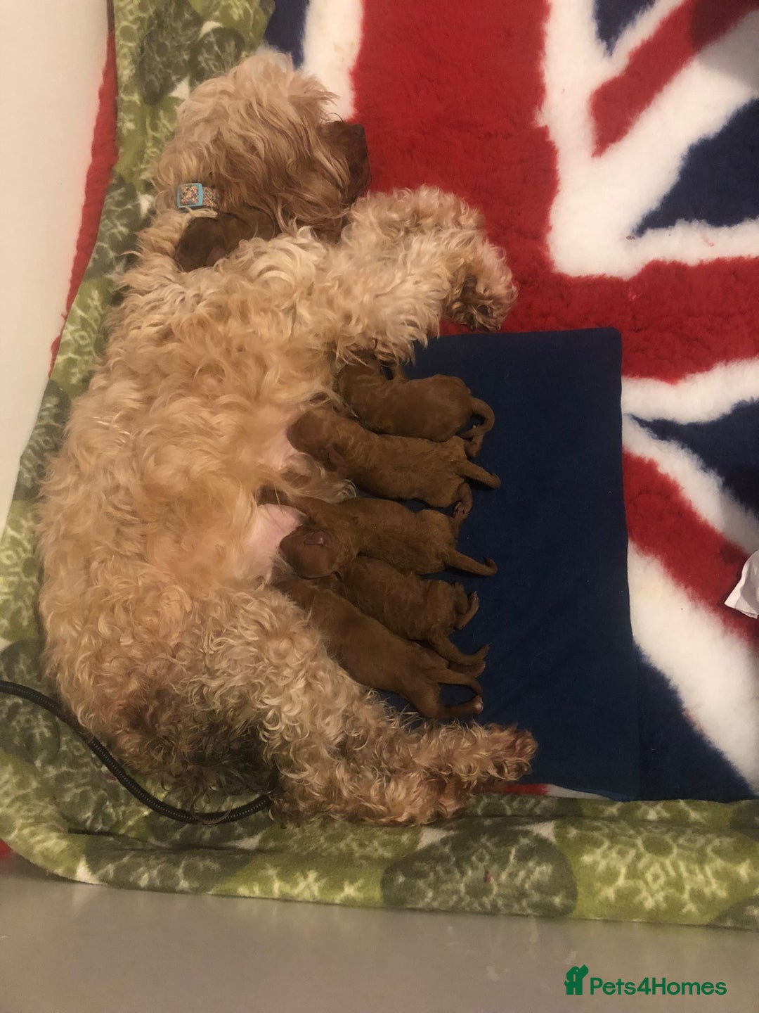 Cavapoo dogs for sale: TINY TOY CAVAPOO HEALTH TESTED  - Advert 14