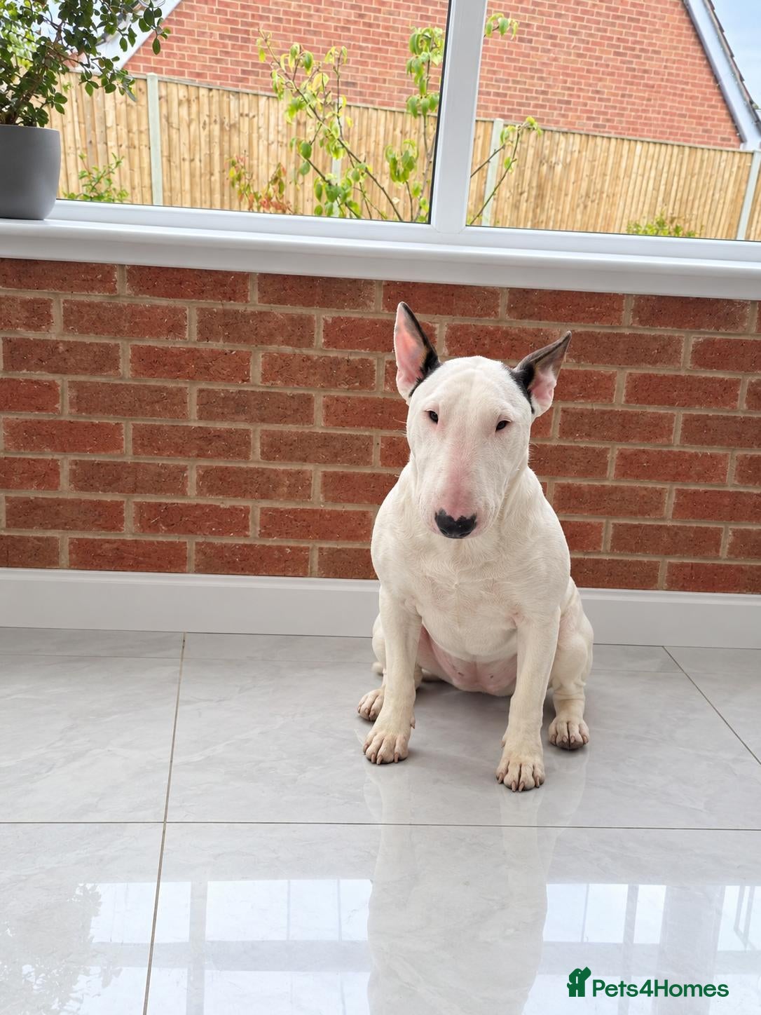 Bull Terrier dogs REAVAILABLE KC Reg English Bull Terrier Female - Advert 14