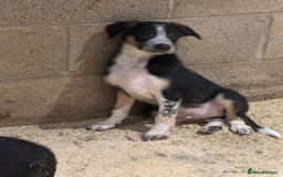 Border Collie dogs for sale: ISDS REGISTERED BORDER COLLIE PUPS - Image 3
