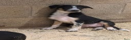 Border Collie dogs for sale: ISDS REGISTERED BORDER COLLIE PUPS - Advert 3