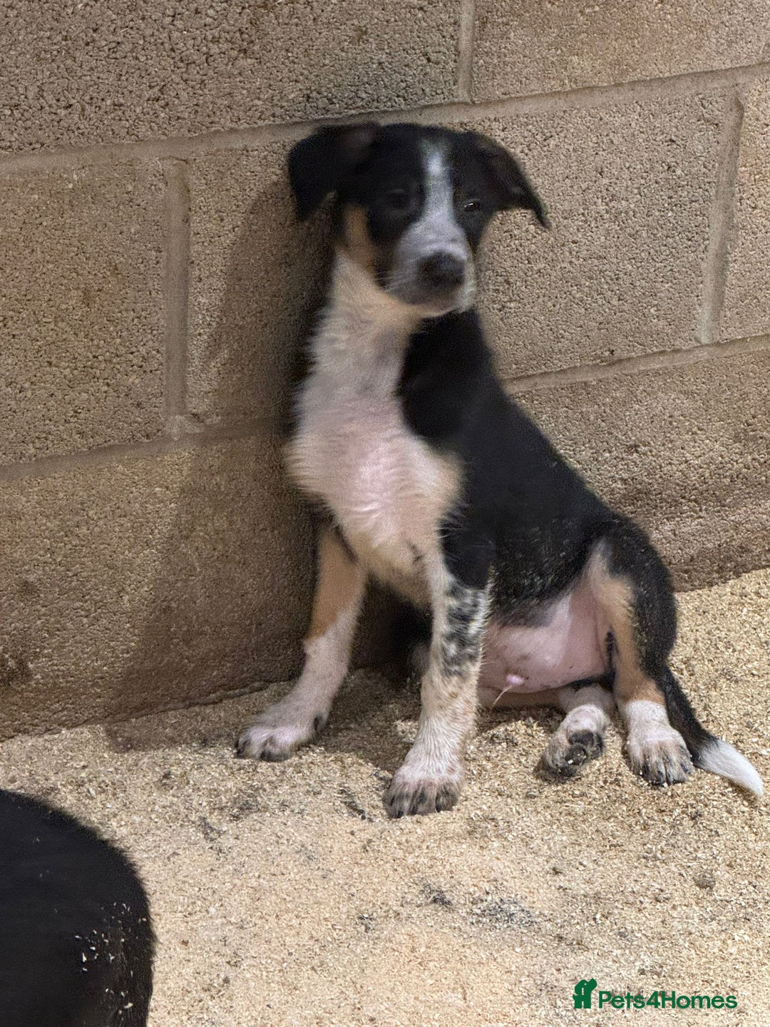 Border Collie dogs for sale: ISDS REGISTERED BORDER COLLIE PUPS - Image 3