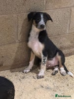 Border Collie dogs - Advert 6