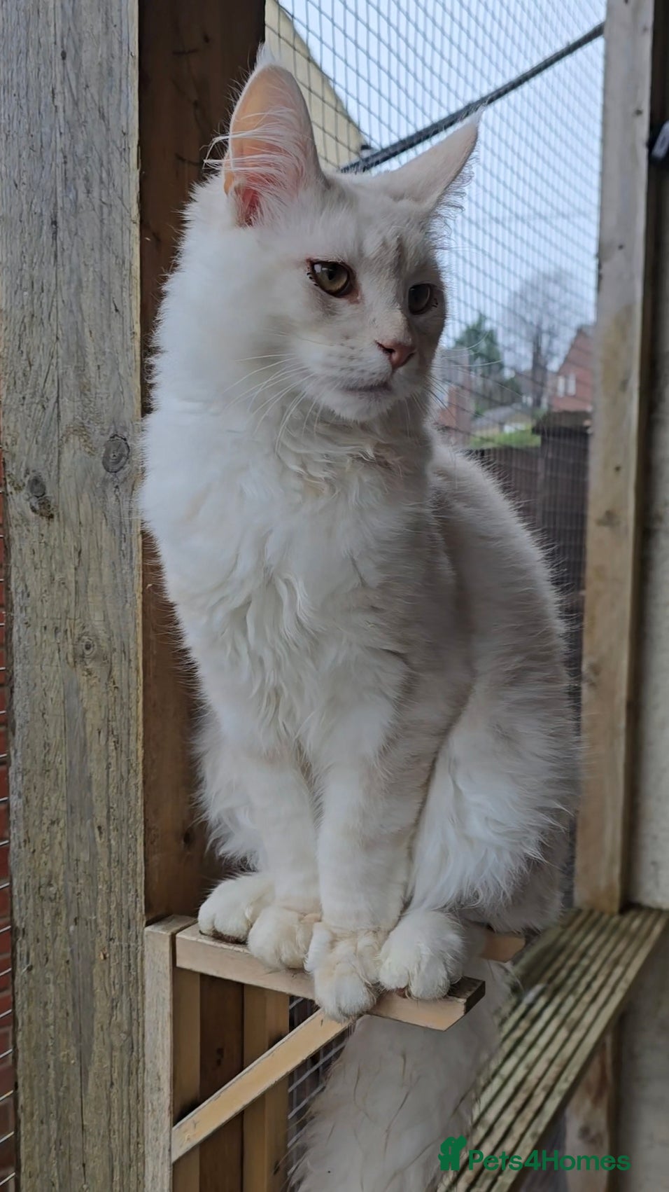 Maine Coon cats ONE STUNNING RED SILVER MALE MAINE COON REMAINING! in Rotherham - Advert 12