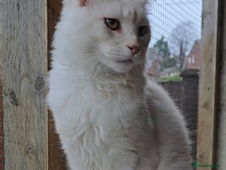 Maine Coon cats ONE STUNNING RED SILVER MALE MAINE COON REMAINING! in Rotherham - Advert 5