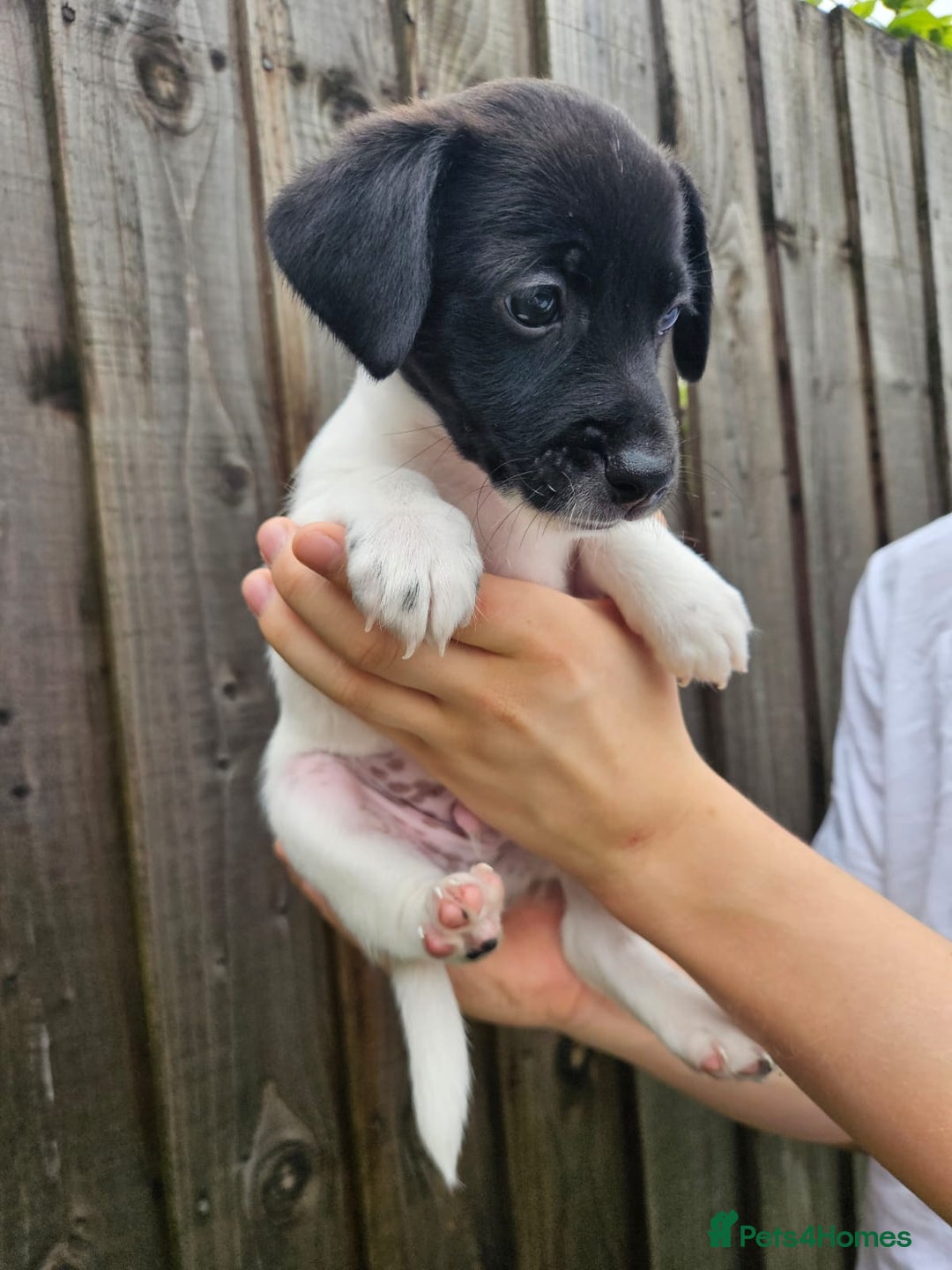 Jack Russell dogs for sale: Jack Russell Terrier  in Epping - Image 21