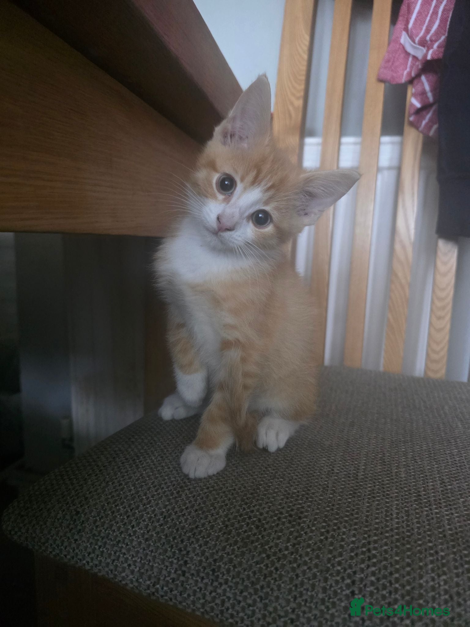 Mixed Breed cats Kittens - Advert 2