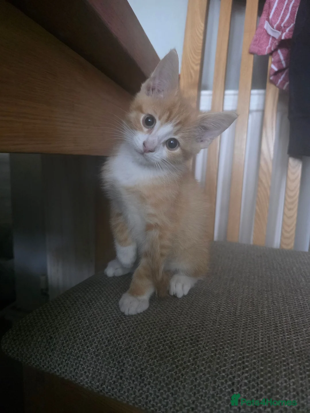 Mixed Breed cats for sale: Kittens - Advert 2