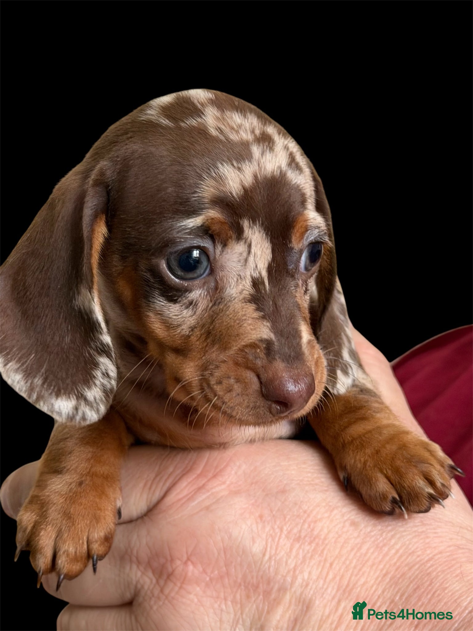 Miniature Dachshund dogs STUNNING KC CHOCOLATE DAPPLE GIRL AVAILABLE  - Advert 13