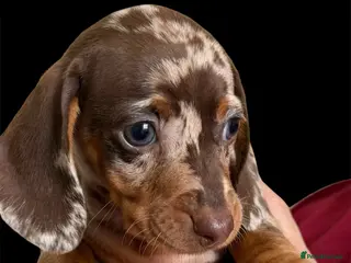 Miniature Dachshund dogs STUNNING KC CHOCOLATE DAPPLE GIRL AVAILABLE - Advert 13