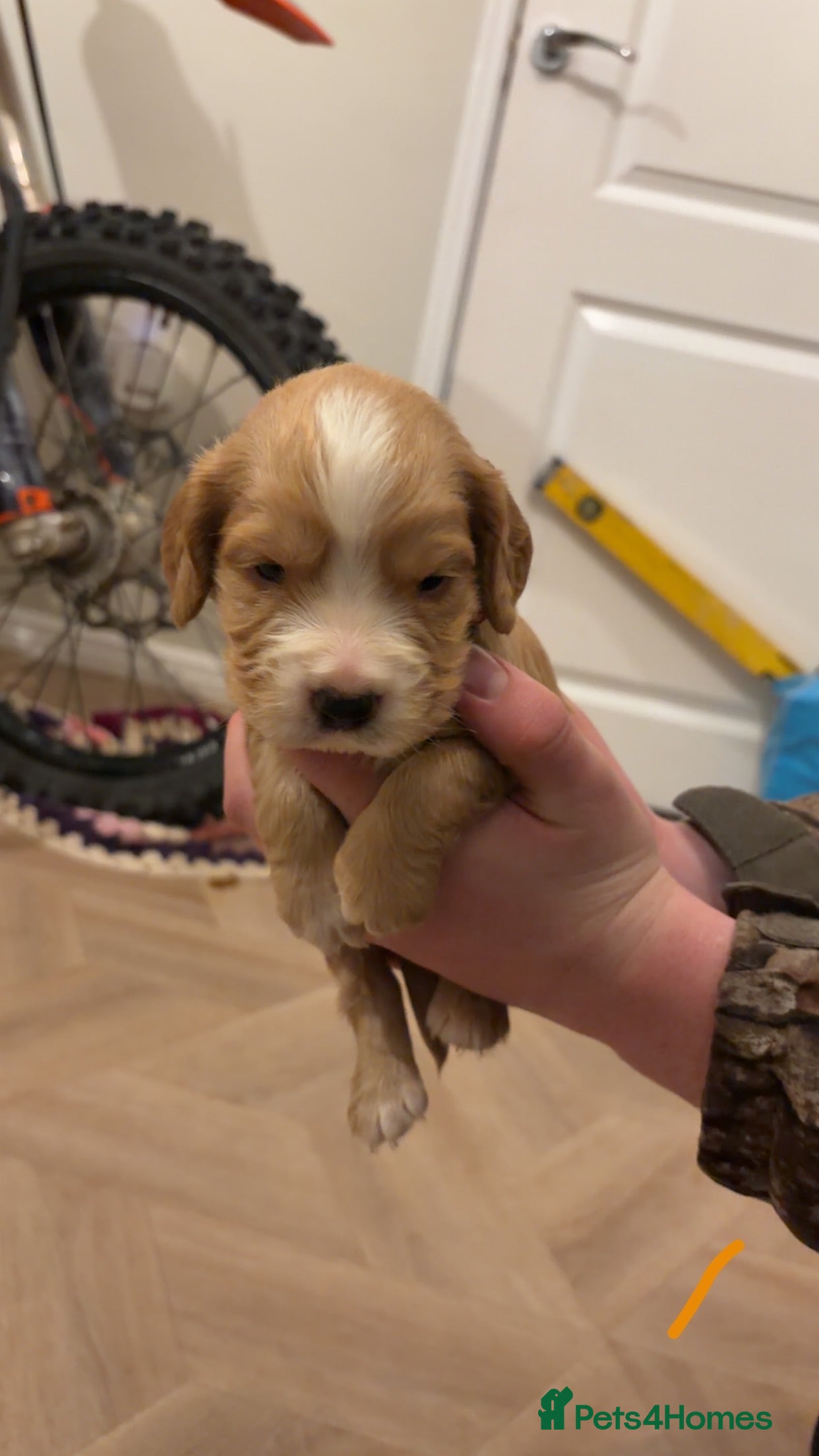 Cocker Spaniel dogs Cocker spaniels  - Advert 7