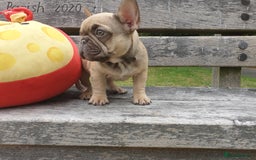 French Bulldog dogs for sale: 2 beautiful puppies available 😍  - Image 7