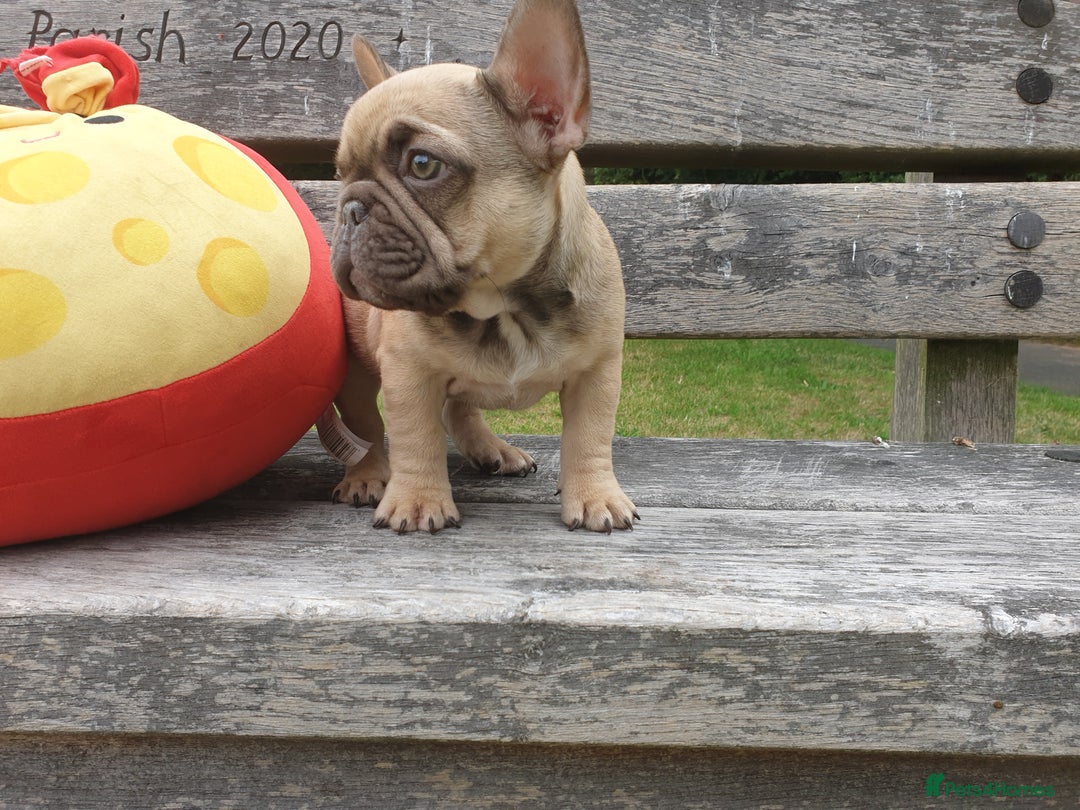 French Bulldog dogs for sale: 2 beautiful puppies available 😍  - Image 7