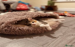 Domestic Shorthair cats for sale: Beautiful tabby female and accessories  - Image 3