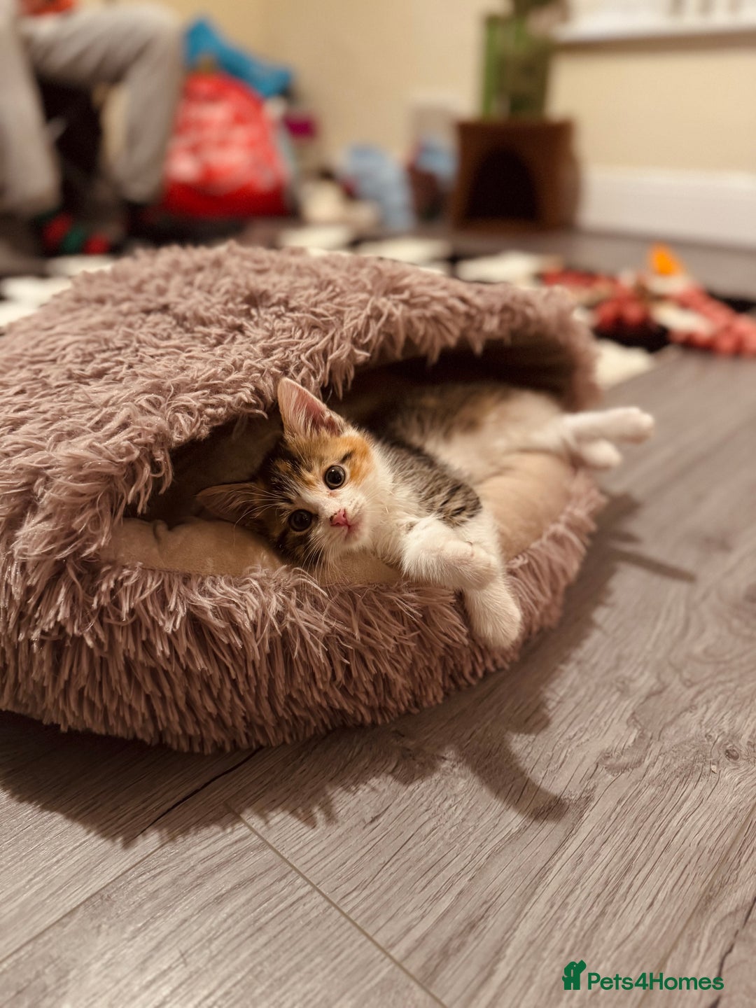 Domestic Shorthair cats for sale: Beautiful tabby female and accessories  - Image 3