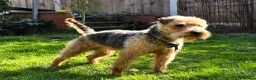 Lakeland Terrier dogs for sale: Stunning Middleton line Lakeland terrier puppies - Advert 15