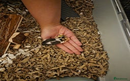 Mouse rodents for sale: Two female fancy mice - Image 1