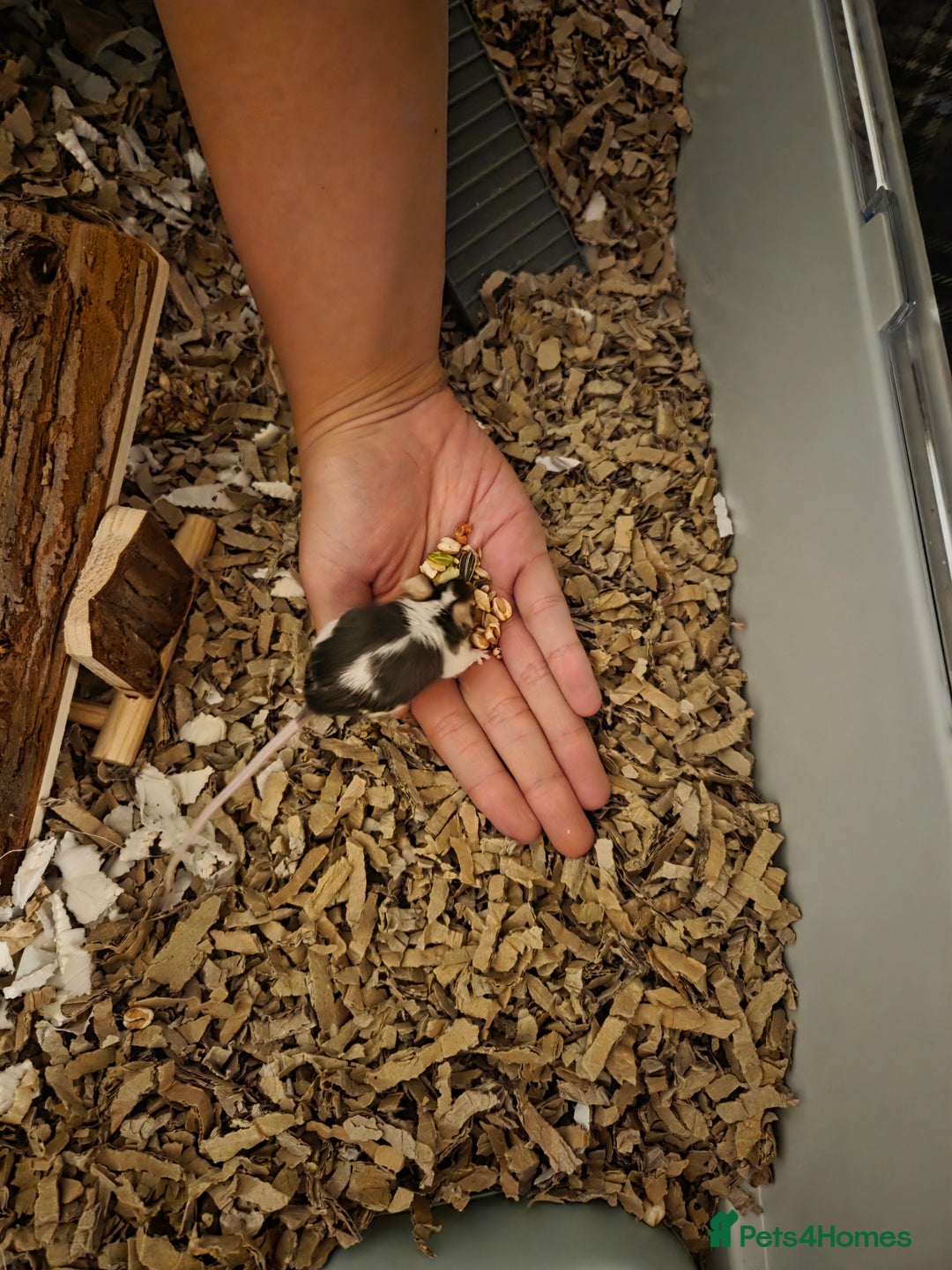Mouse rodents for sale: Two female fancy mice - Image 1