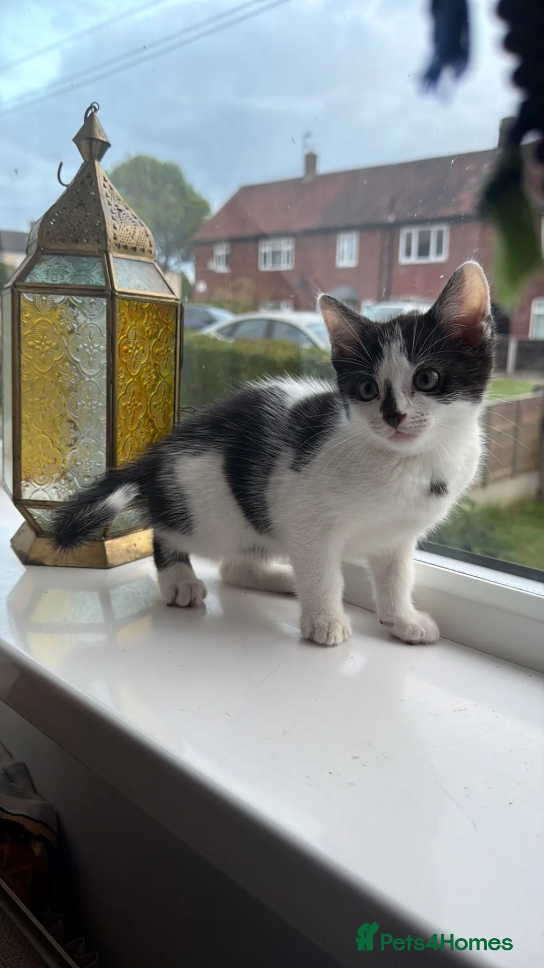 Brazilian Shorthair cats for sale: Beautiful Brazilian shorthair  - Advert 2
