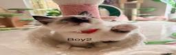 Ragdoll cats for sale: Beautiful Ragdoll kittens from European lines - Advert 4