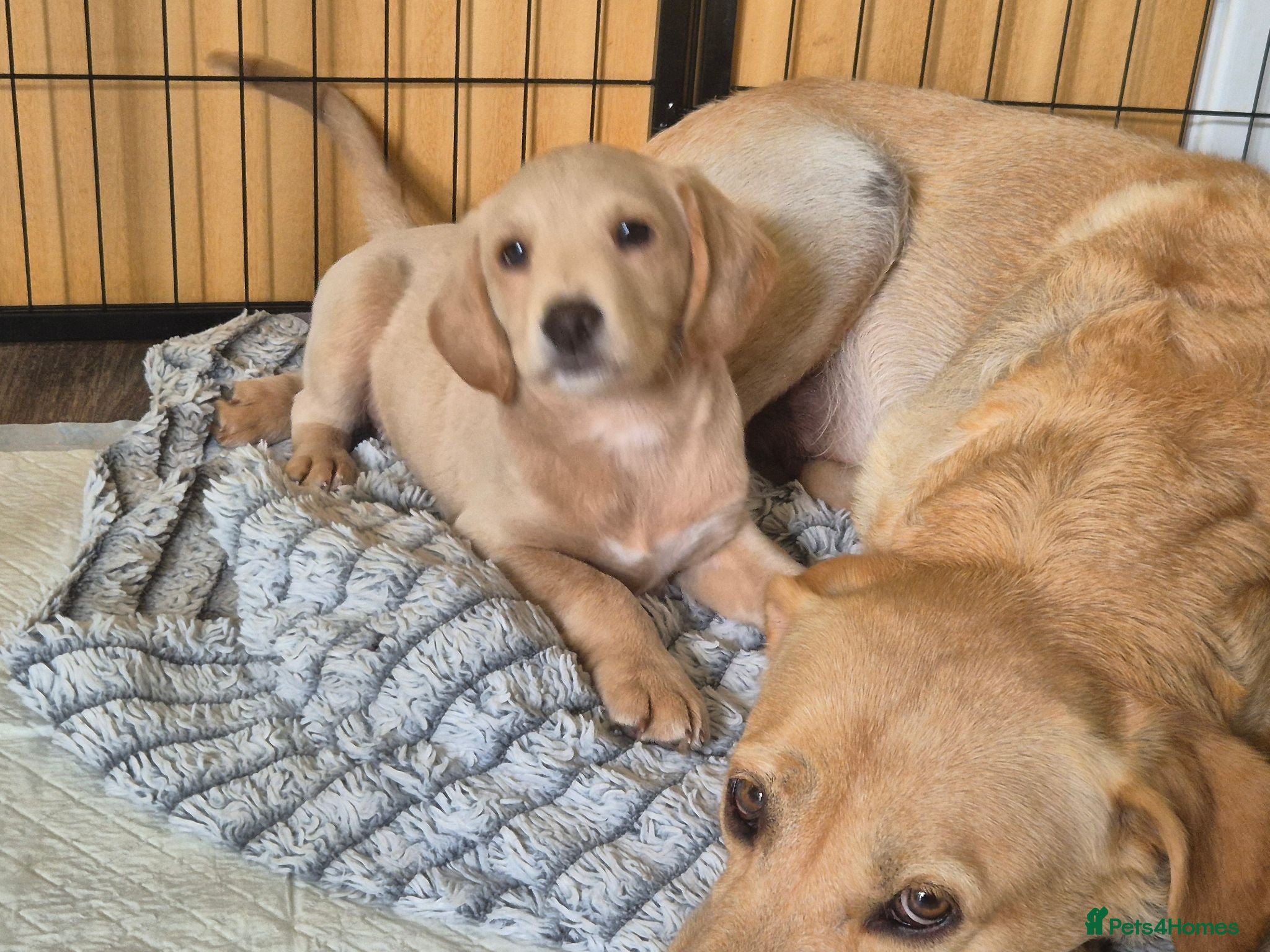 Labradoodle dogs One wee Labrador cross puppy left - Advert 2