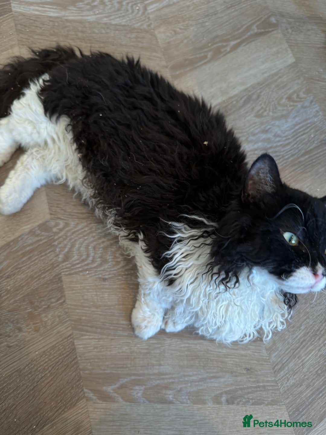 Munchkin cats for stud: Lambkin for stud  - Image 2