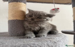 British Shorthair cats for sale: Urgent sale. Fixed price, no negotiations. in Coventry - Image 7