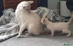 Siamese cats for sale:  First Generation Pedigree Tonkinese Kittens  - Image 7