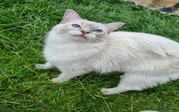 Ragdoll cats for sale: Ready Now Last Ragdoll Girl DNA tested  - Image 13