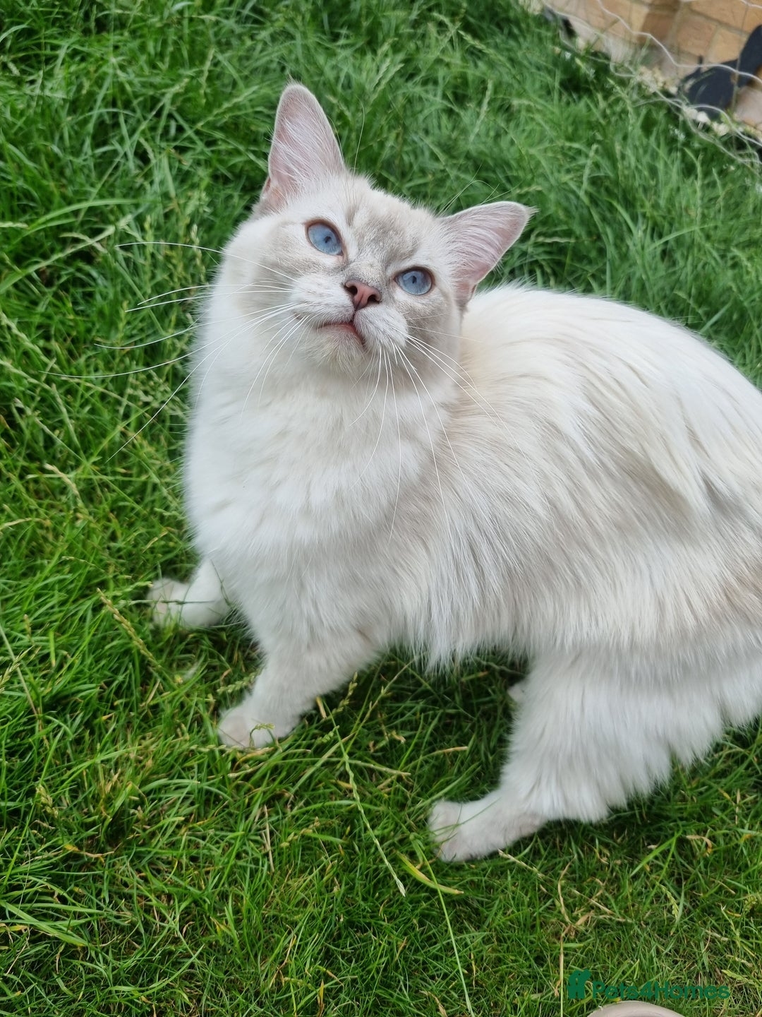 Ragdoll cats for sale: Ready Now Last Ragdoll Girl DNA tested  - Image 13