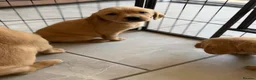 Goldador dogs for sale: GORGEOUS GOLDADORS  - Advert 10