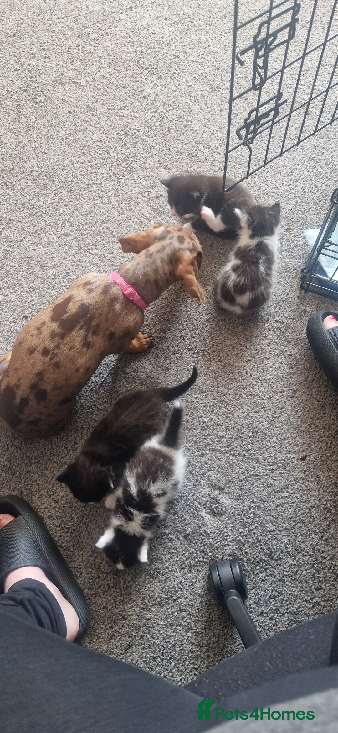 American Shorthair cats for sale: Kittens for sale - Image 13