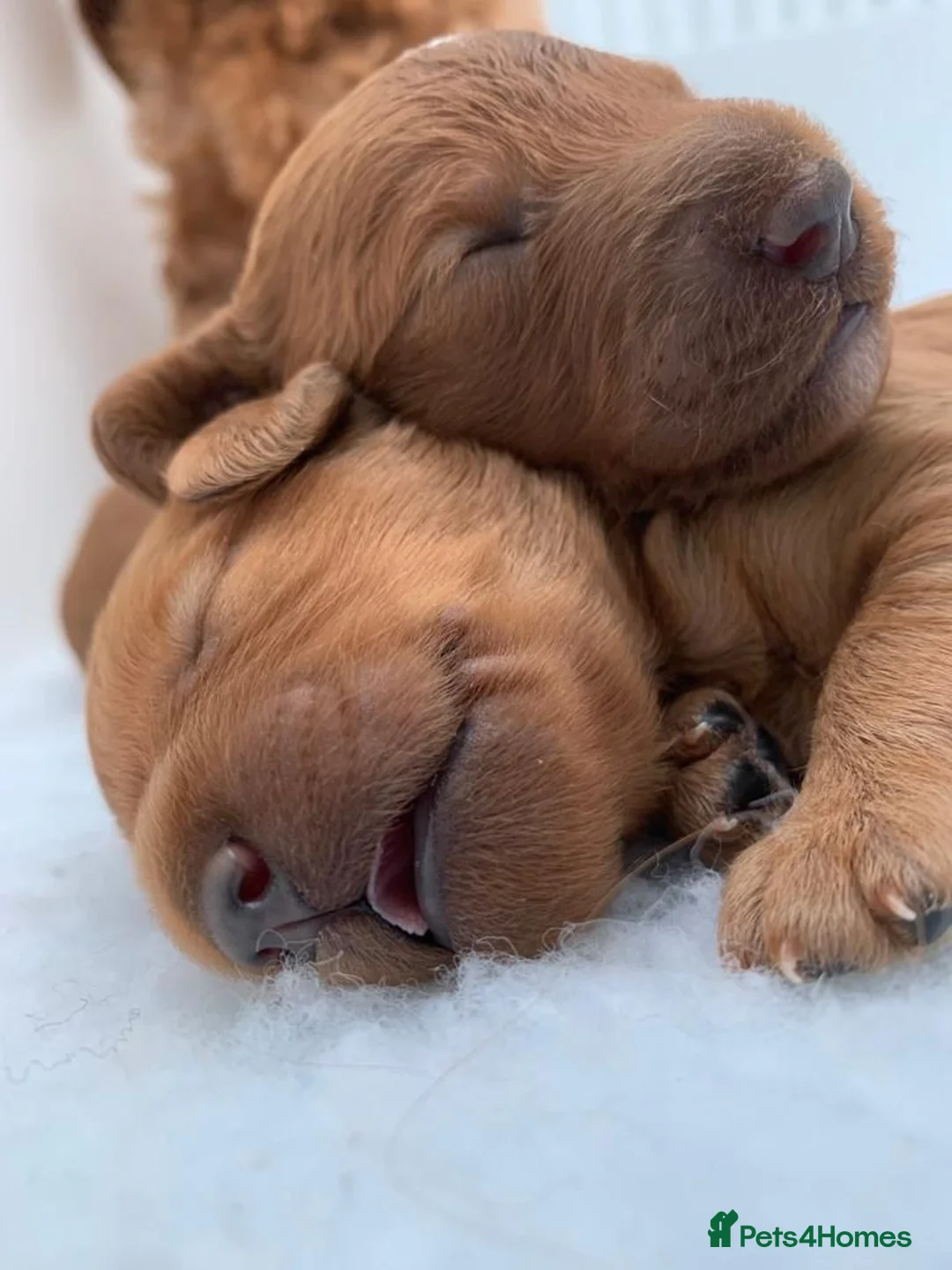 Miniature Poodle dogs for stud: KC Fox Red Fully Health Tested Miniature Poodle in Wirral - Advert 11