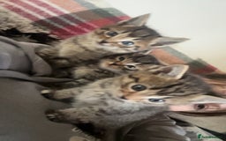 Ragdoll cats for sale: Ragdoll x Bengal  - Image 17