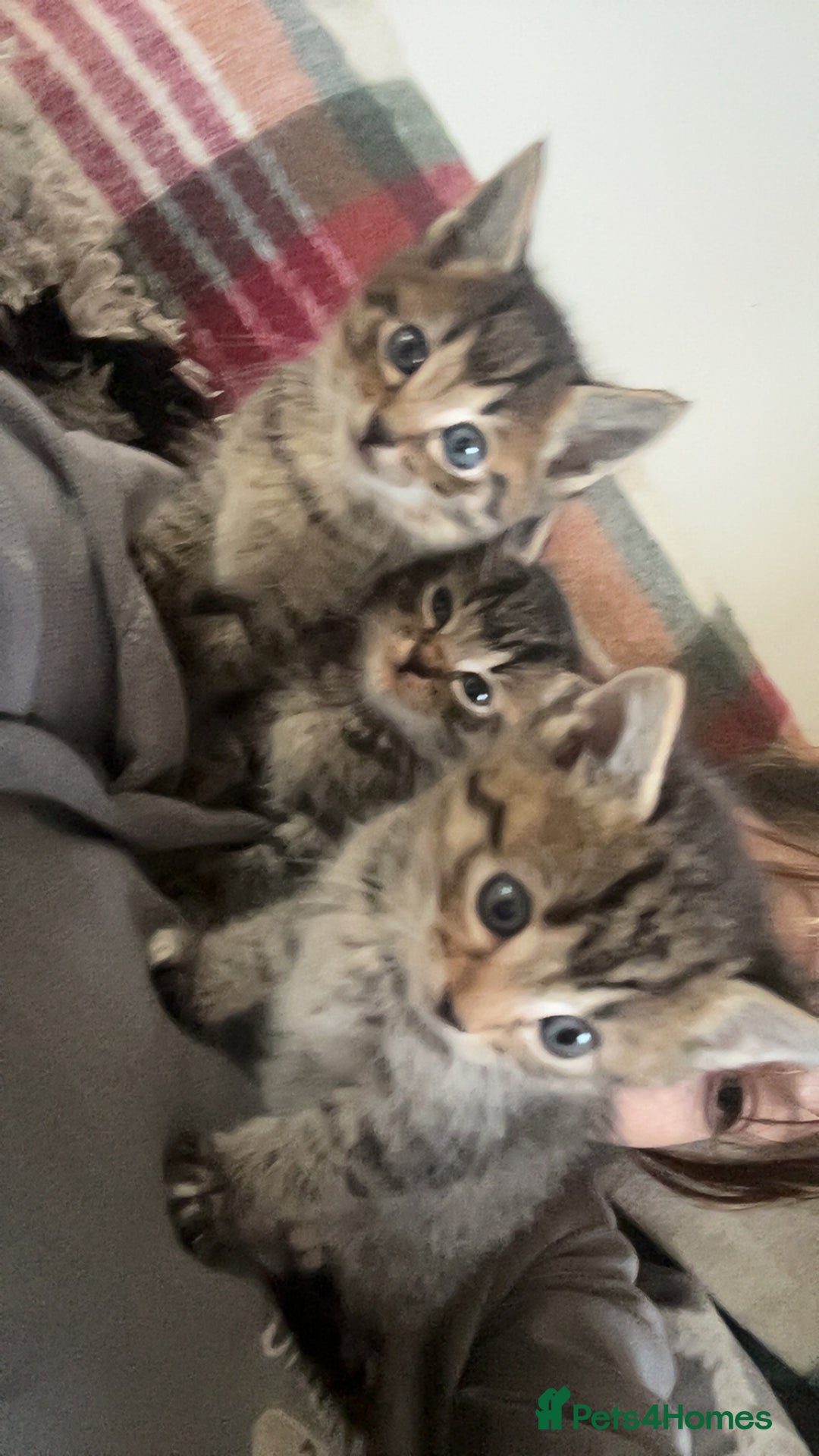 Ragdoll cats for sale: Ragdoll x Bengal  - Image 17