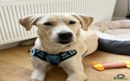 Labrador Retriever dogs for sale: Labrador Looking for His Forever Home - Image 1