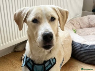 Labrador Retriever dogs - Advert 6