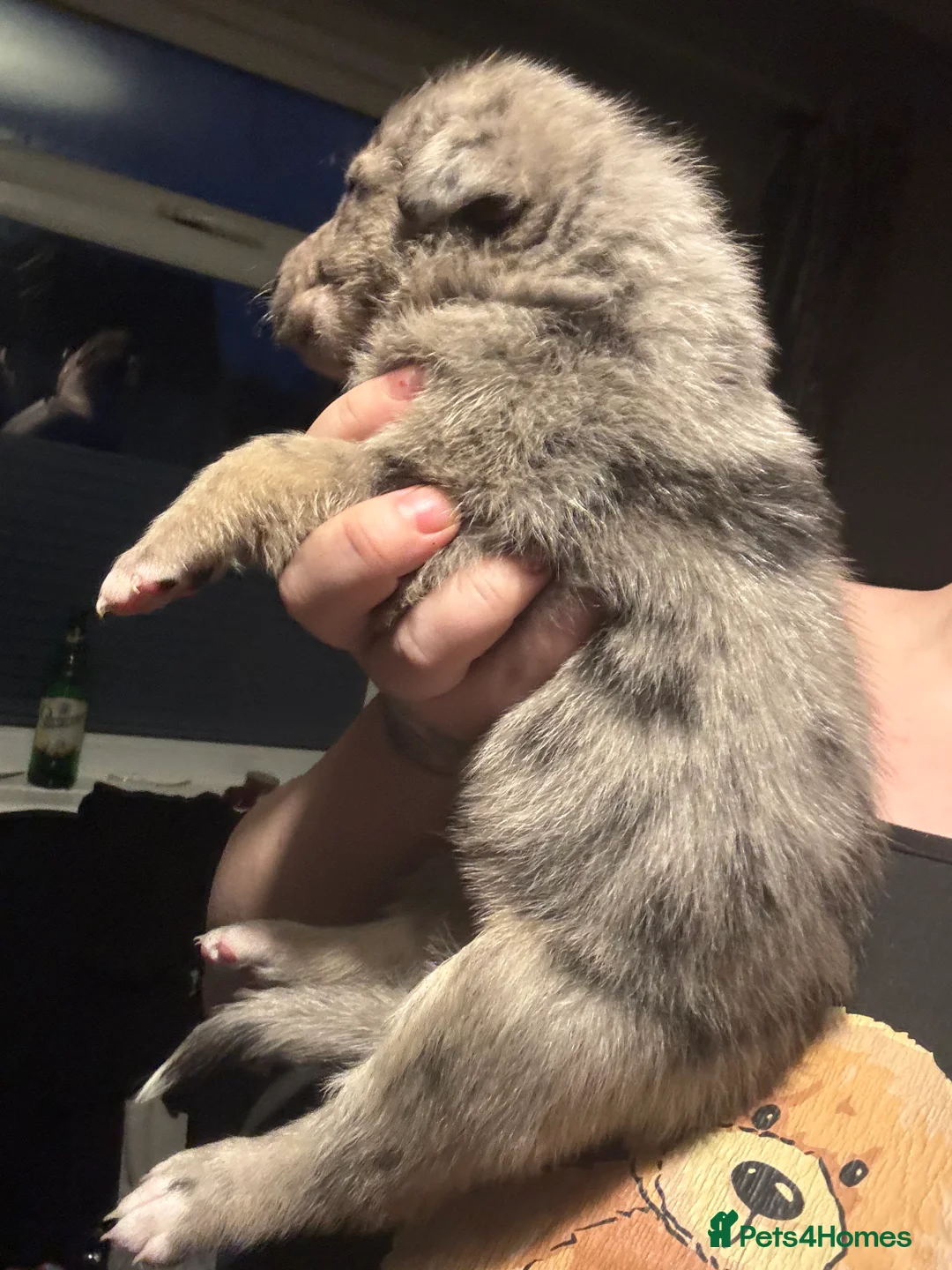 Mixed Breed dogs for sale: Beautiful staff x gsd puppies - Advert 25