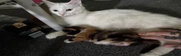Mixed Breed cats for sale: Kitten ready now  in Derby - Advert 5