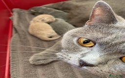 British Shorthair cats for sale: 5 generations pedigree British Shorthair Kittens - Image 19