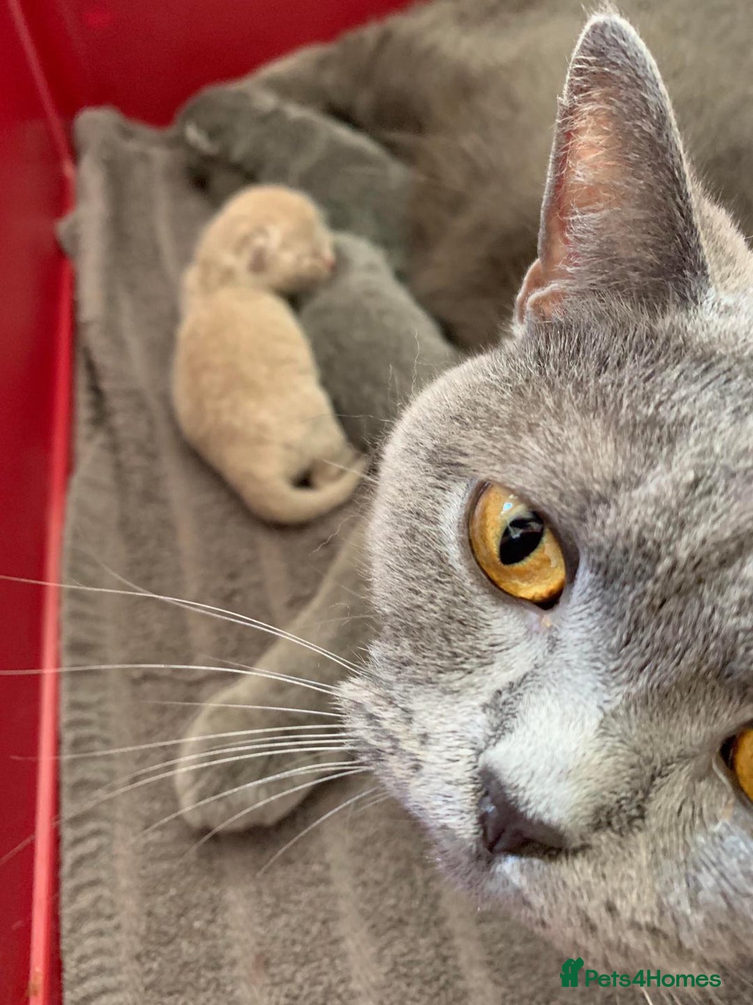 British Shorthair cats for sale: 5 generations pedigree British Shorthair Kittens - Image 19